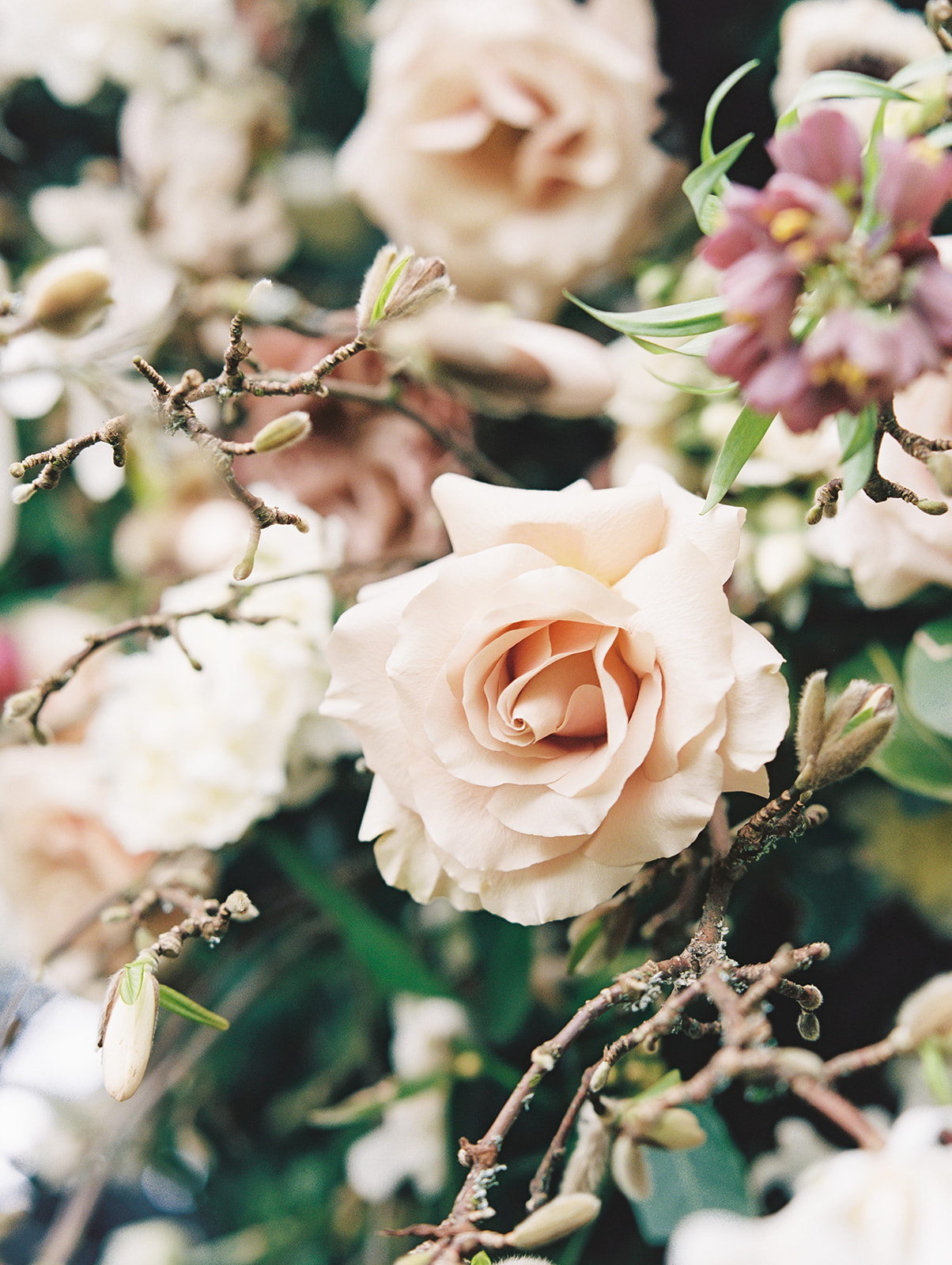 A close up image of a rose amidst blooming branches in the floral hedge
