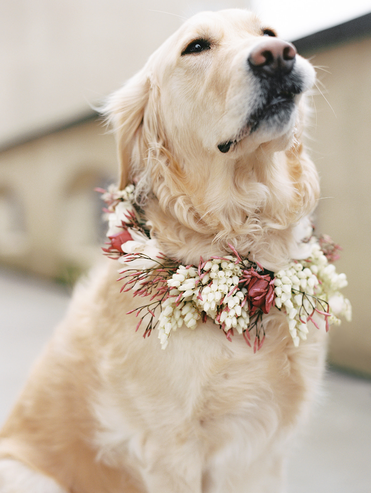 A golden retriever looking proud of her floral dog collar at Chateau Lill