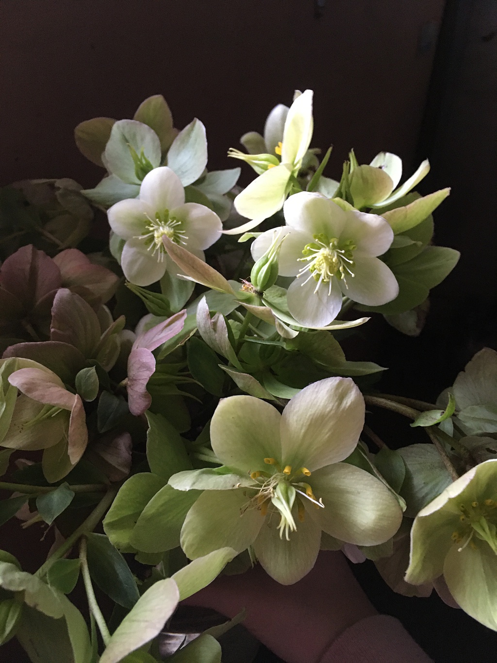 A bunch of green and white hellebores