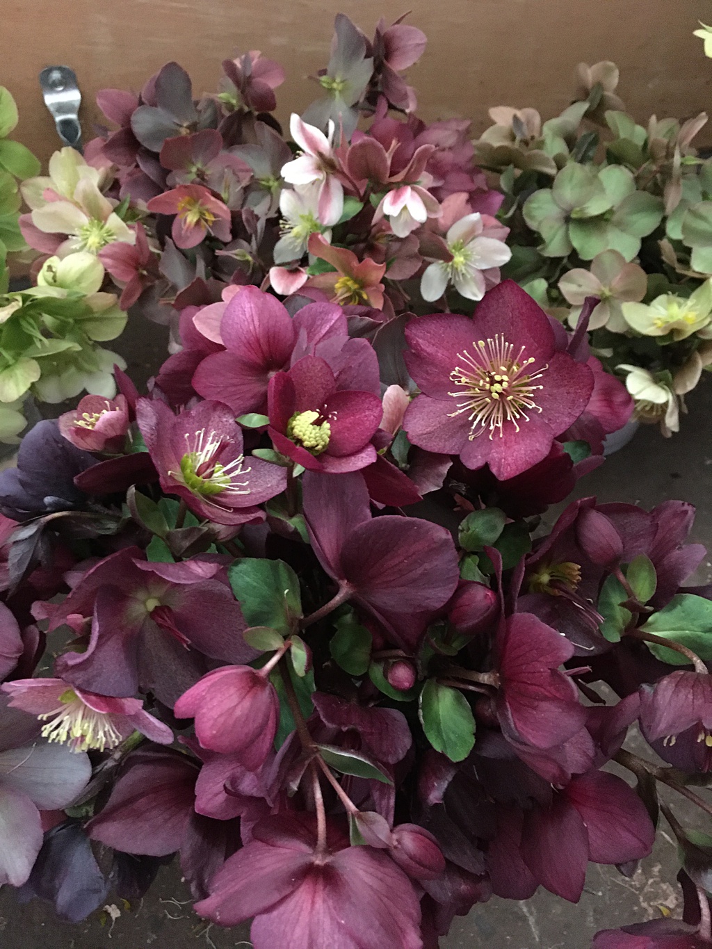 Buckets of hellebores in the studio prior to creating the flower dress