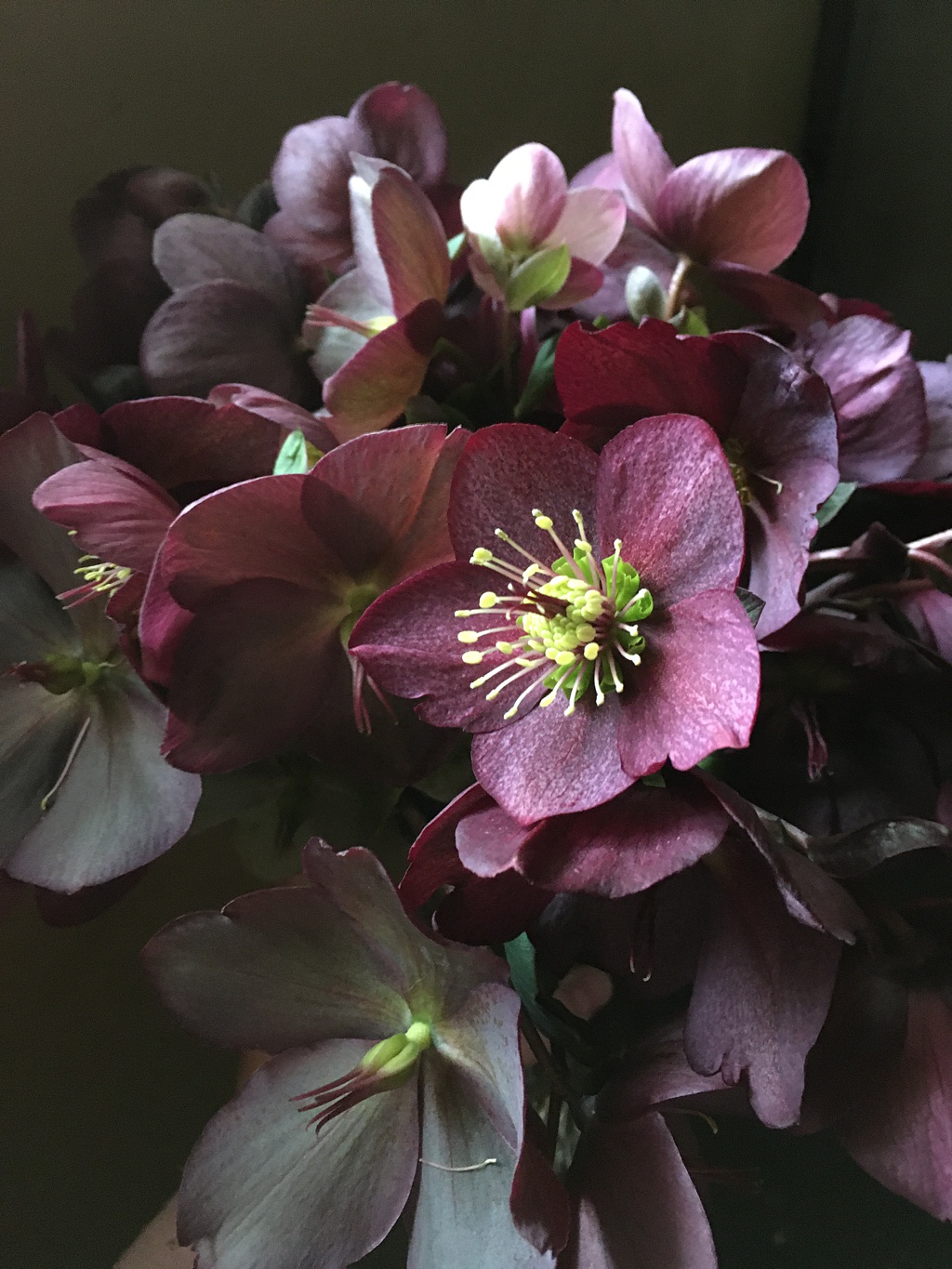 A bunch of red hellebores