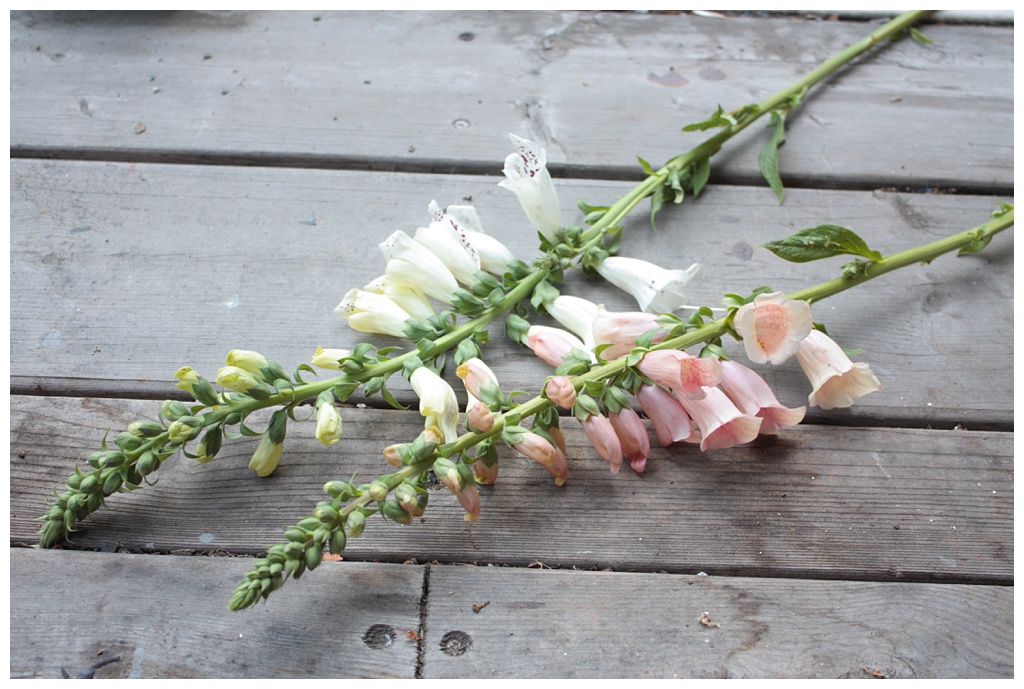 Peach and white foxglove on a wooden work bench