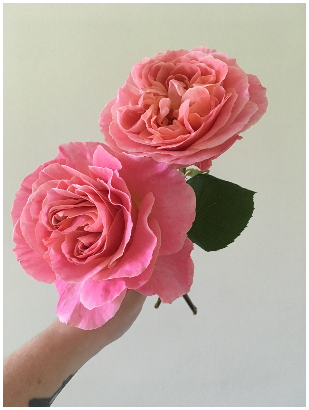 Pink garden roses held by florist