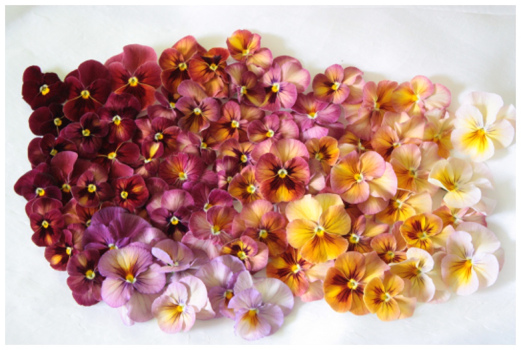 A rainbow of pansies laid flat in an ombre pattern