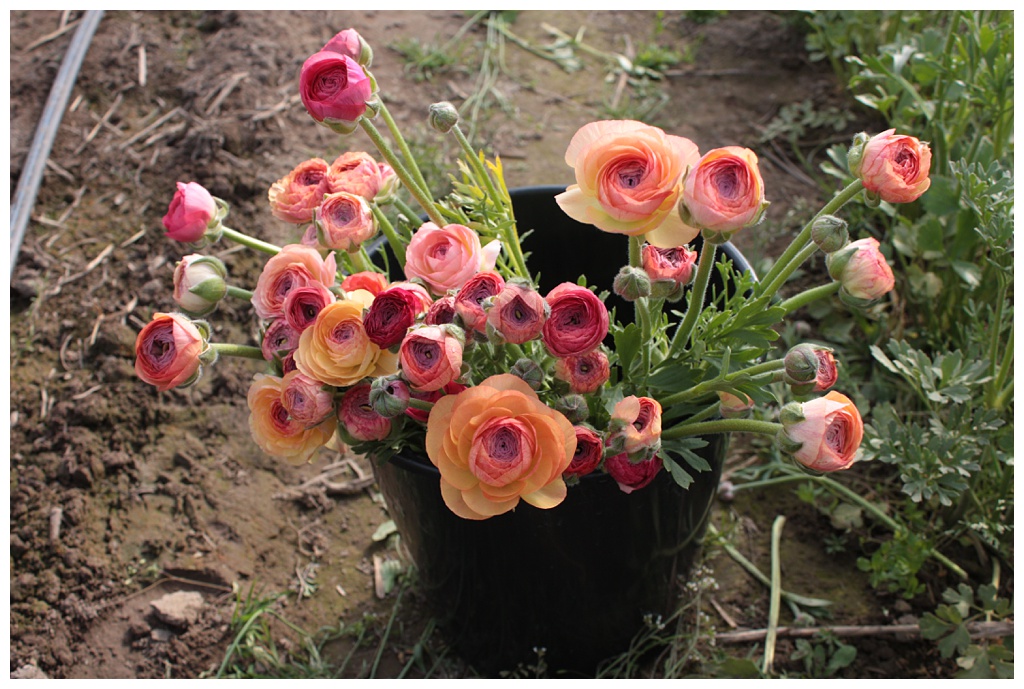 A bucket of pastel ranunculus sits in the garden