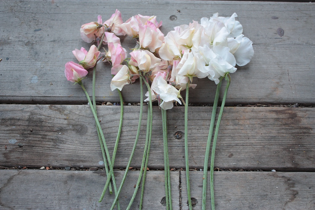 A bunch of blush sweet peas on a wooden work bench
