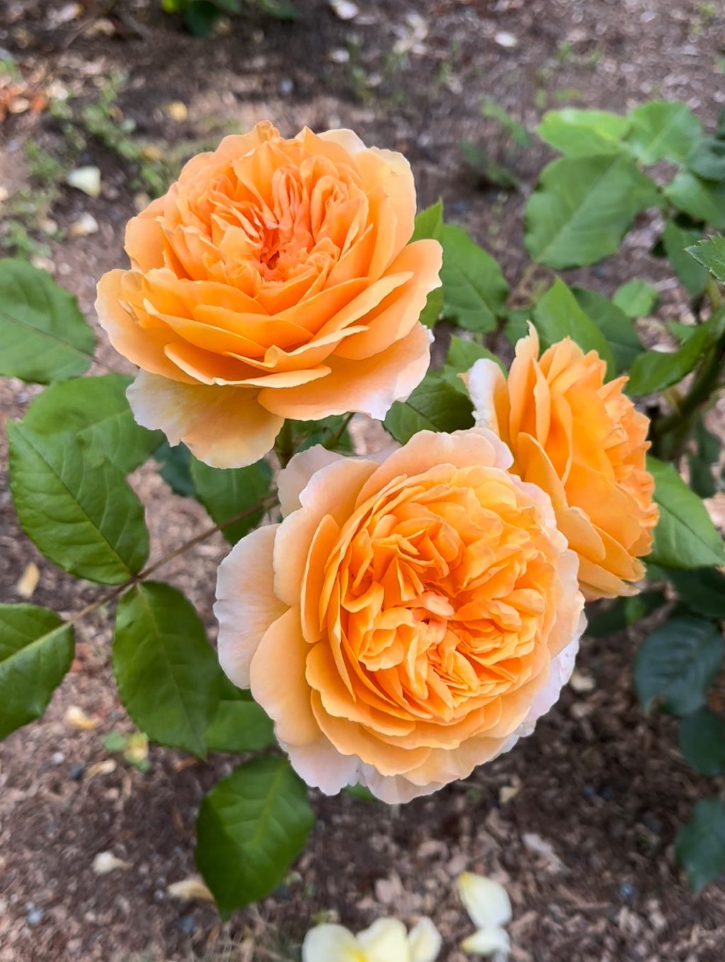 Orange garden roses blooming in July