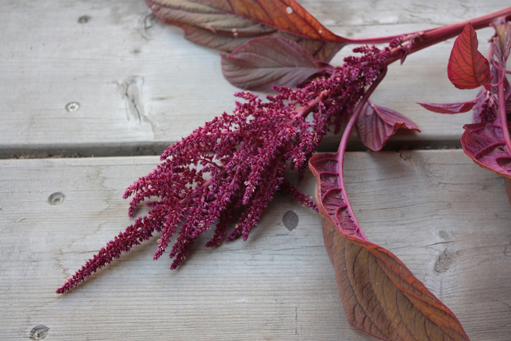 red amaranth with a wood background