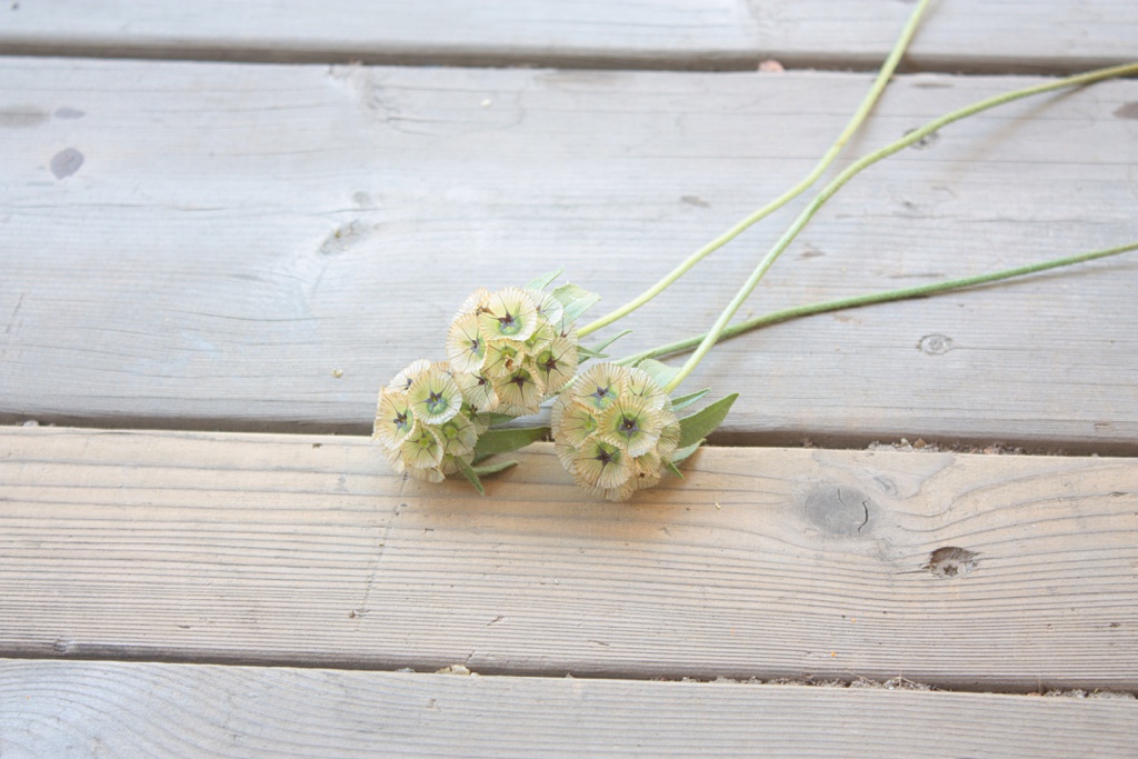 funky grey seed pods of scabiosa stellata, a favorite august wedding flower